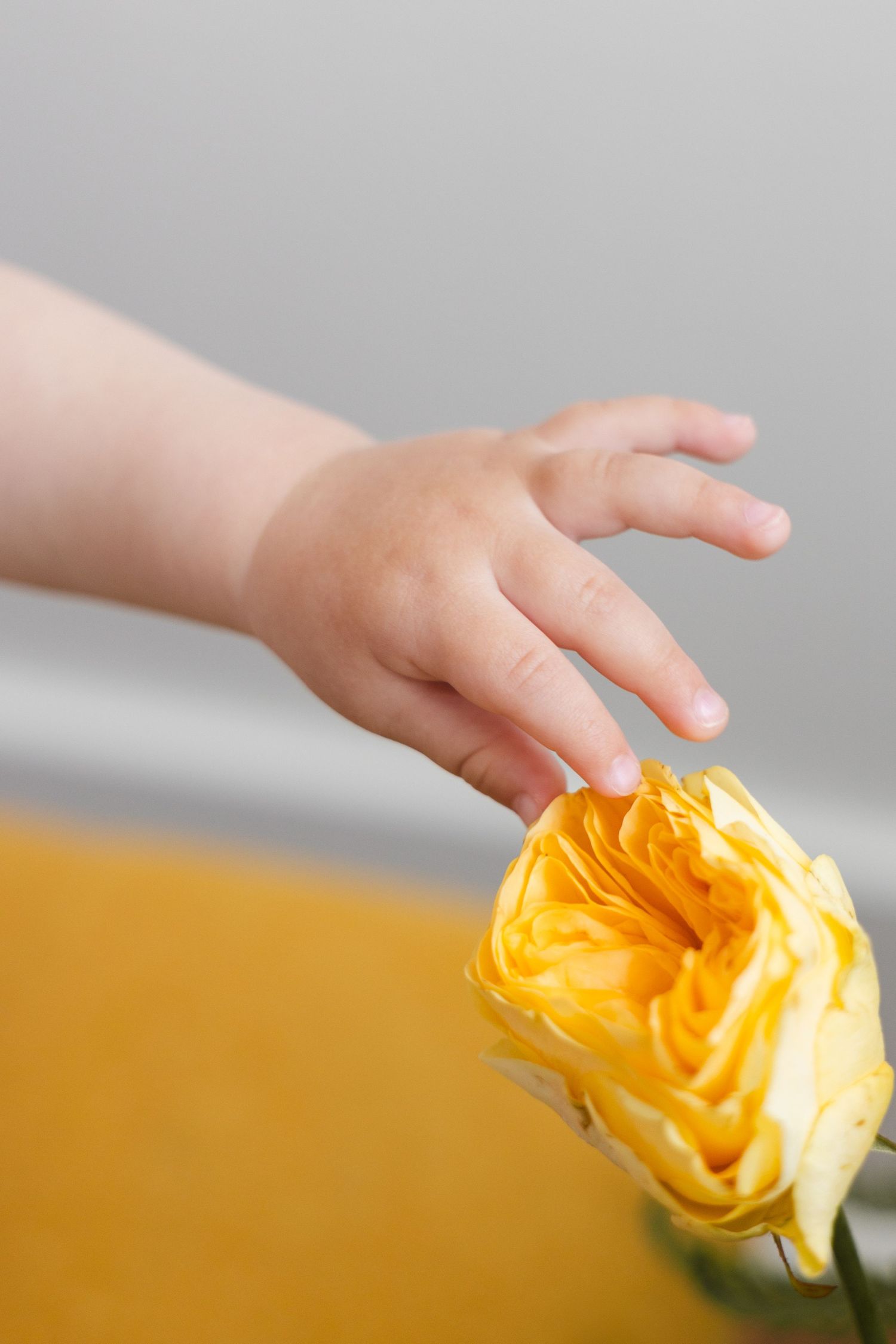 A small child's hand gently touches a blooming yellow rose against a neutral background.