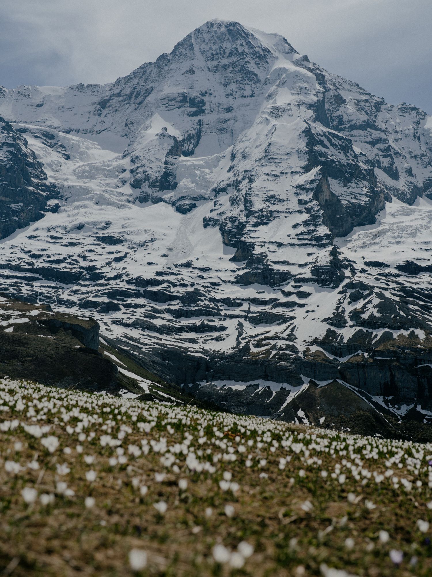 A snow-covered mountain peak towers over a grassy meadow dotted with small white wildflowers in the foreground.