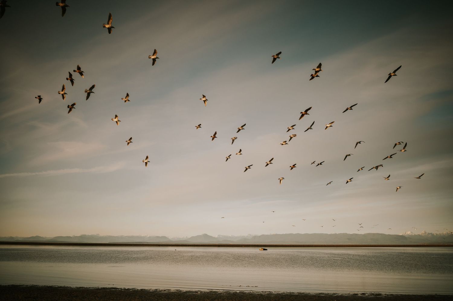 Beautiful image photography of bird flying over kye bay beach by ocean during sunset Comox Valley Vancouver Island photographer