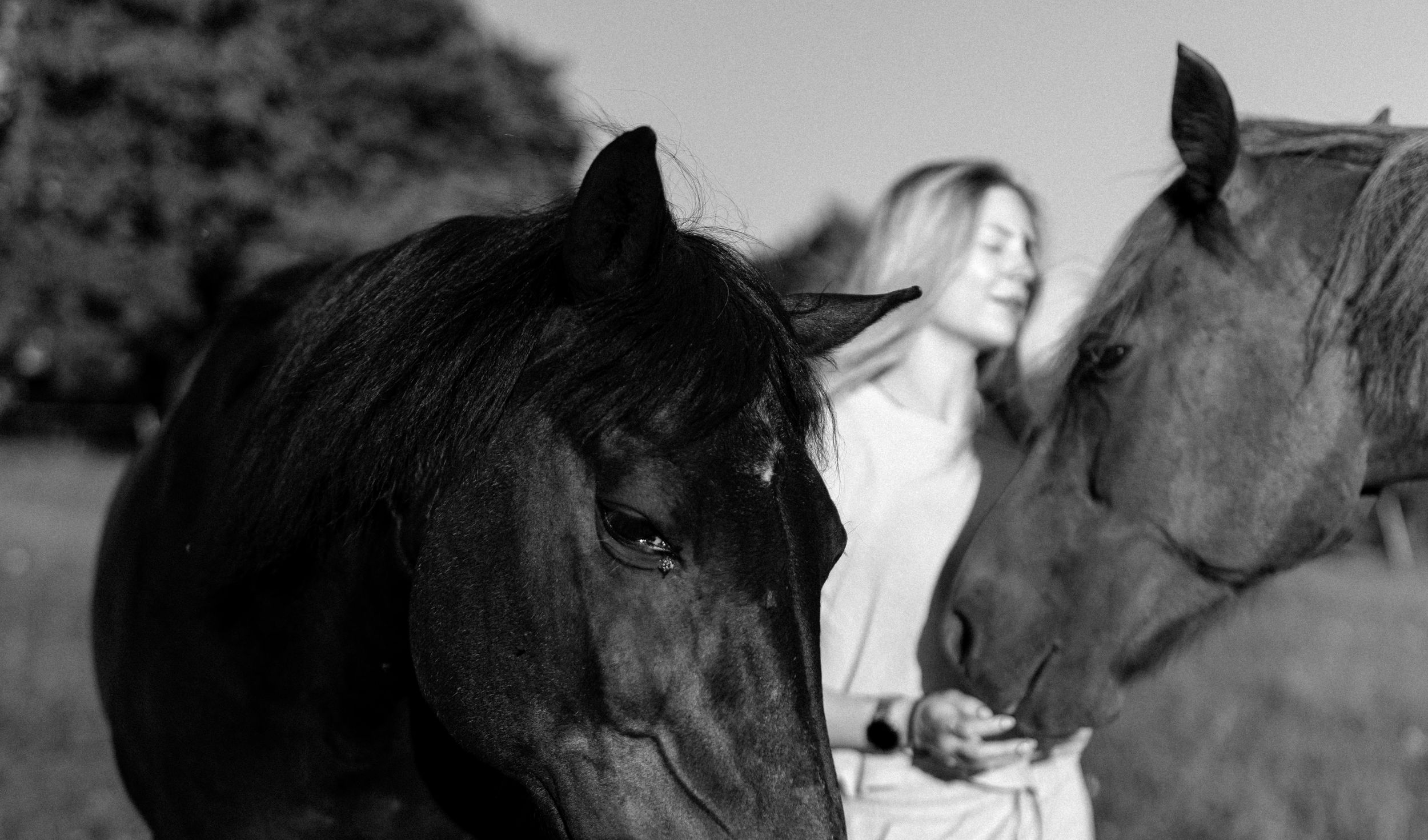 Hevoskuvaus. Horse photo shppt. Hobuse pildistamine