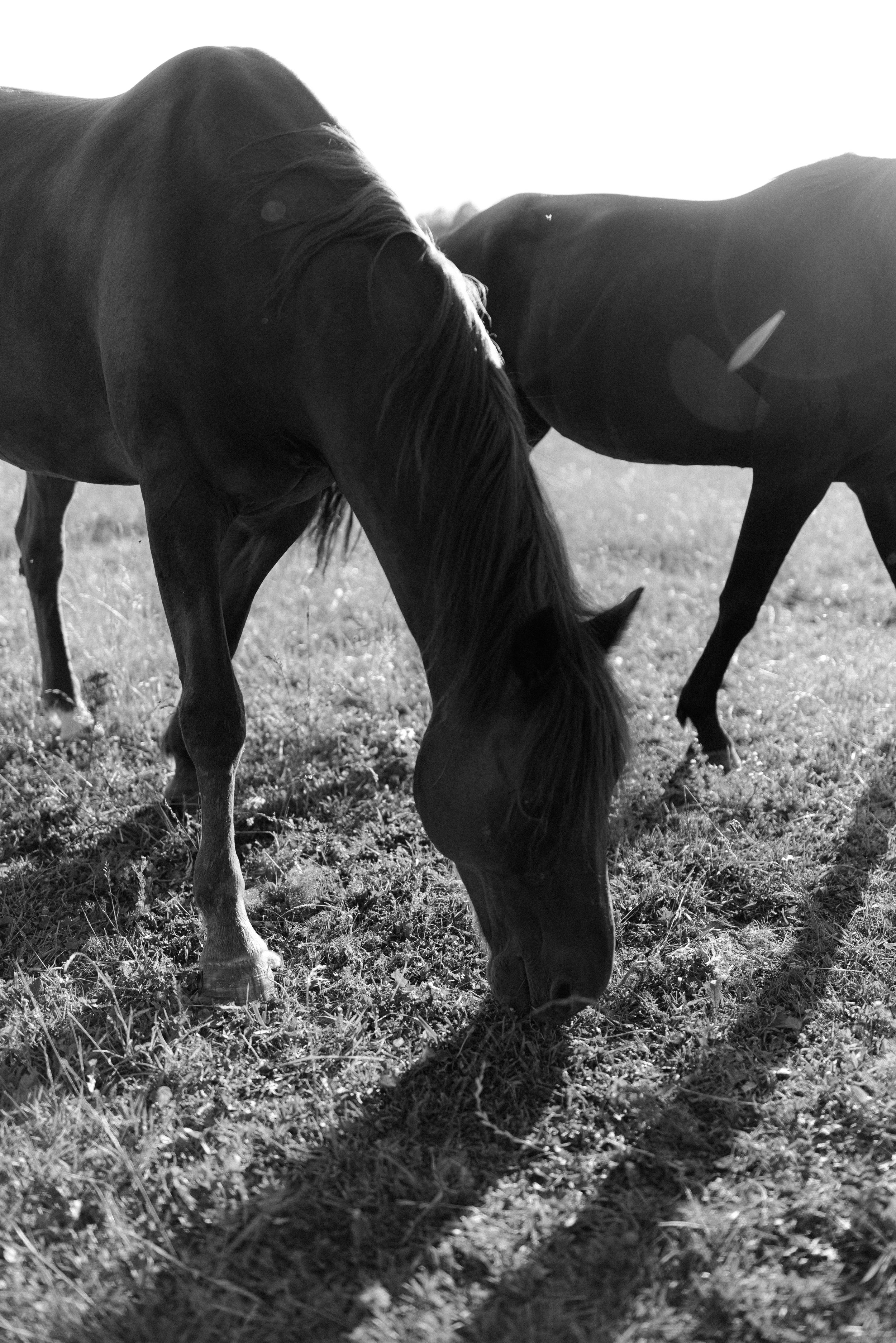 Hevoskuvaus. Horse photo shppt. Hobuse pildistamine