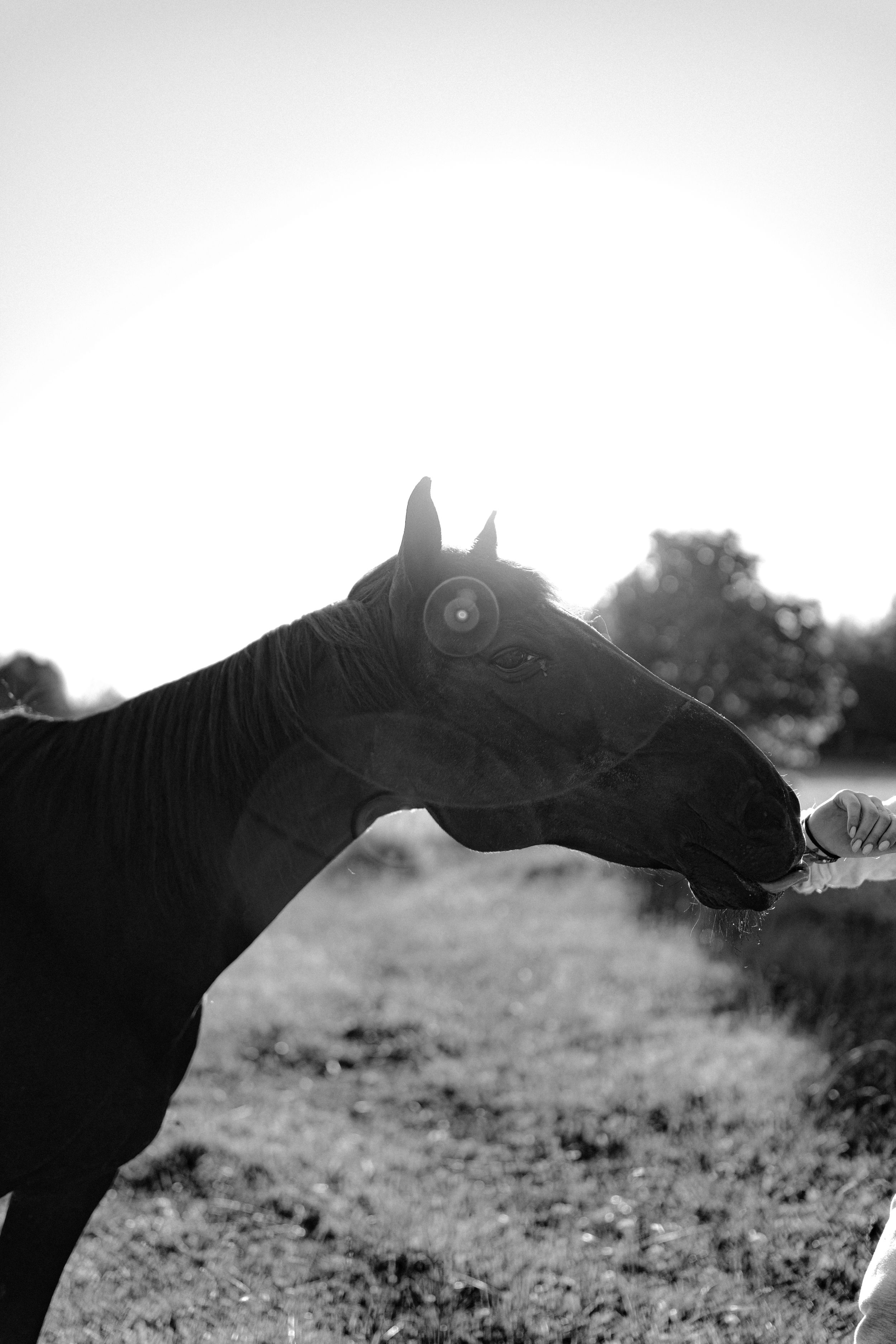 Hevoskuvaus. Horse photo shppt. Hobuse pildistamine