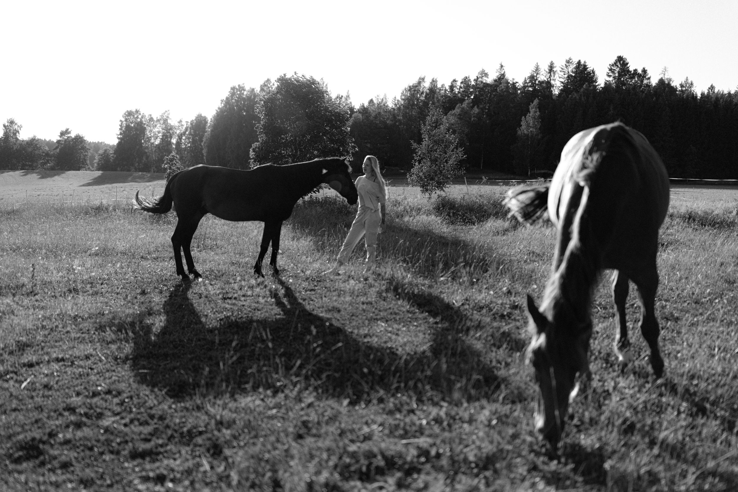 Hevoskuvaus. Horse photo shppt. Hobuse pildistamine