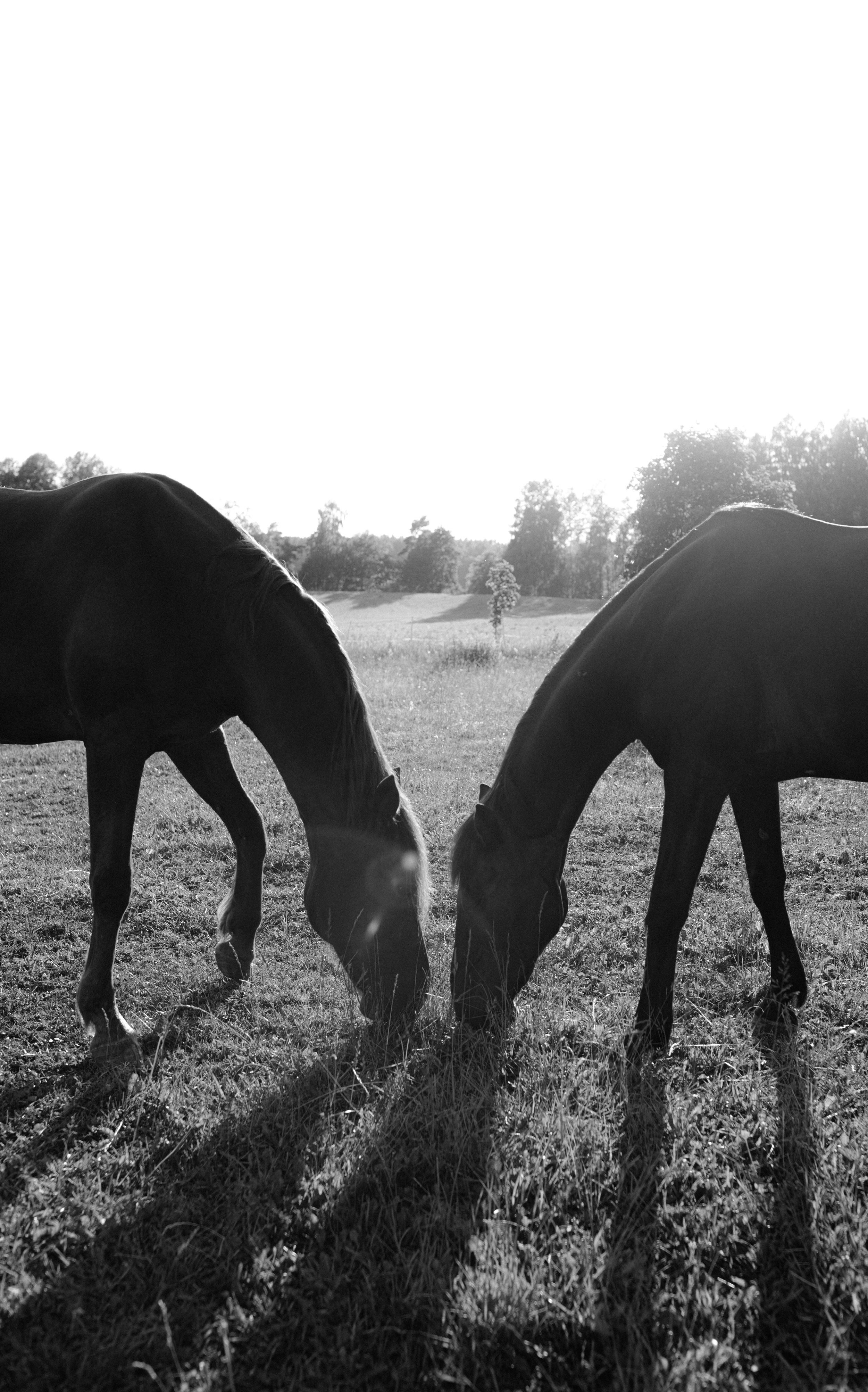 Hevoskuvaus. Horse photo shppt. Hobuse pildistamine