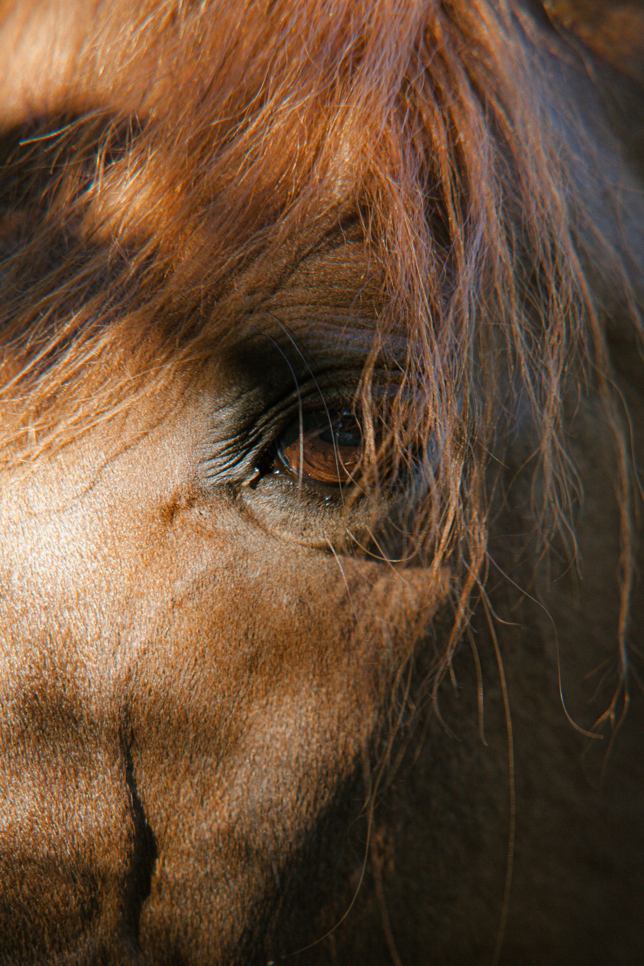 Hevoskuvaus. Horse photo shppt. Hobuse pildistamine