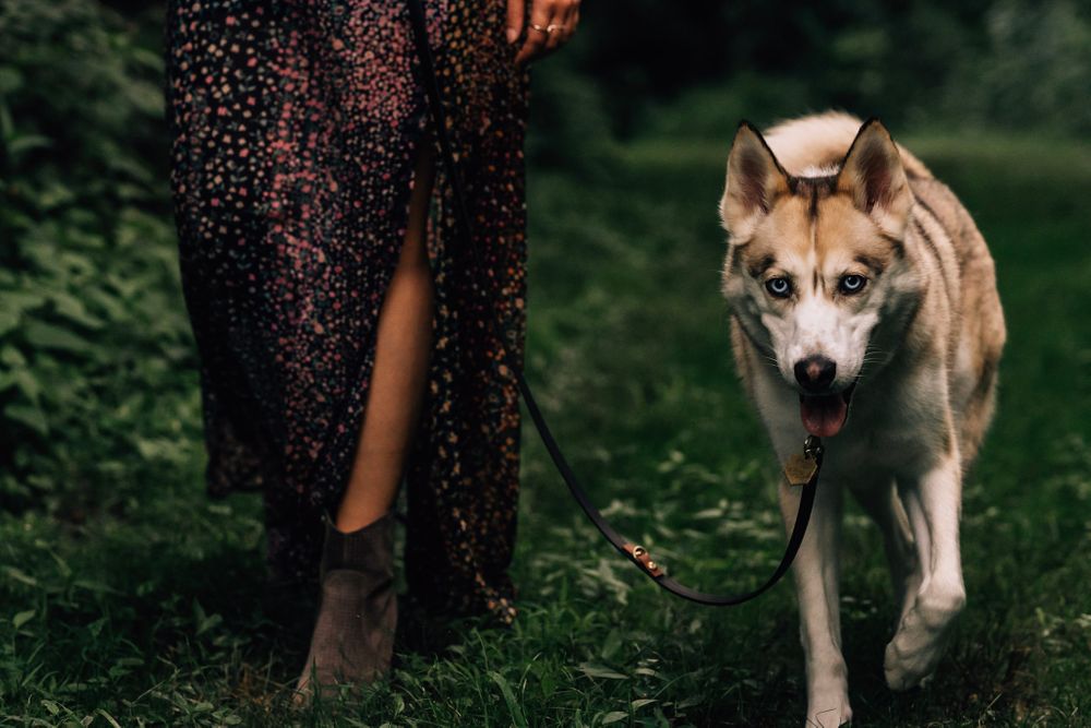 Family pet photographer in Cincinnati Oh husky rescue Dog photos Dayton Ohio pet photography near me