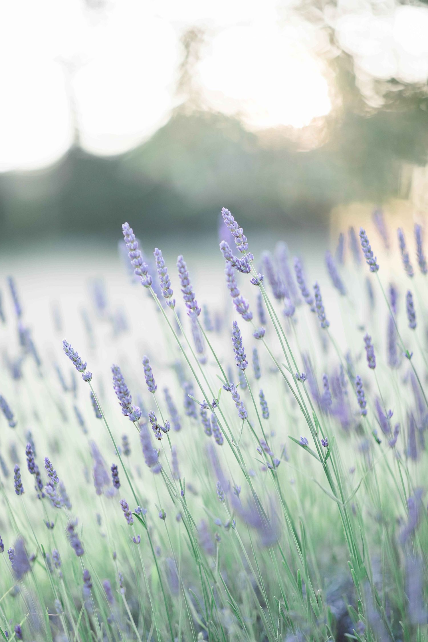 tarif photographe mariage tarifs budget bretagne