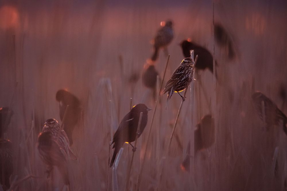 Blackbirds at Dusk