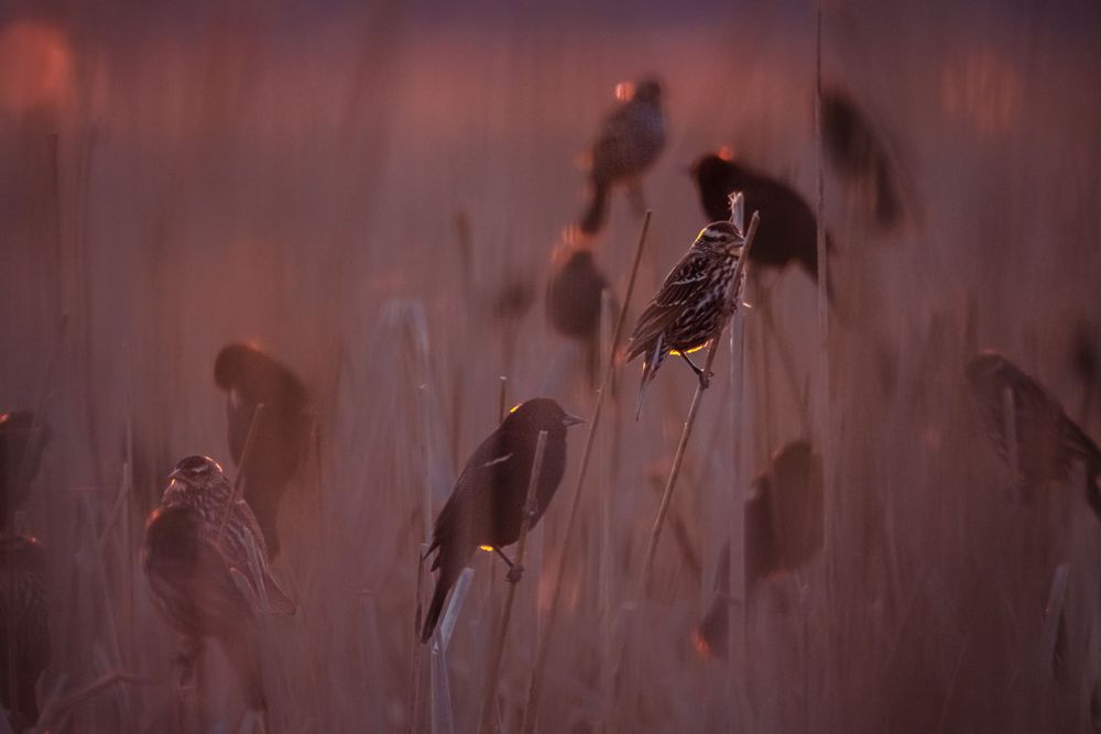 Blackbirds at Dusk