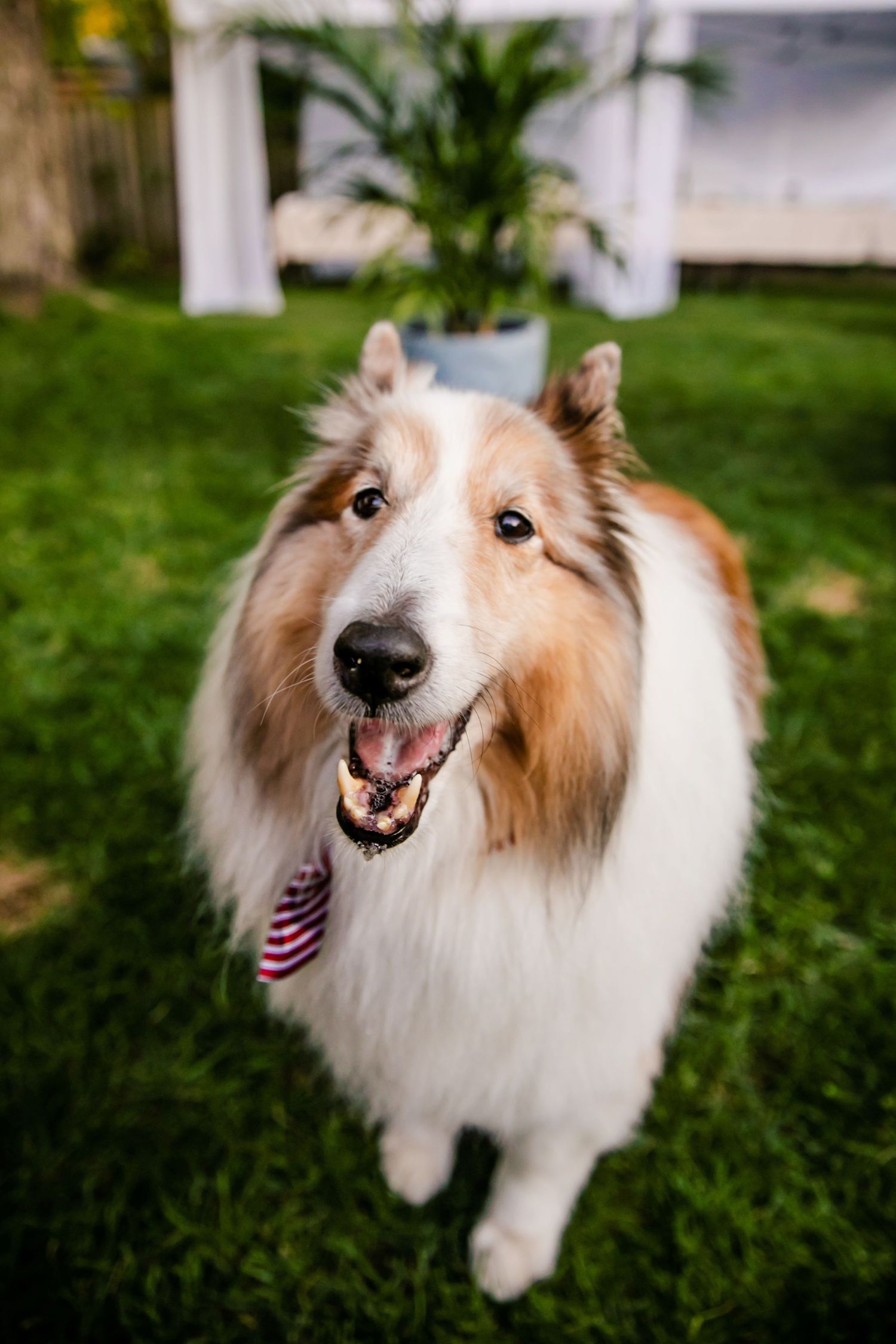 London Ontario Surprise Backyard Pop Wedding Photography by Shawn Van Daele