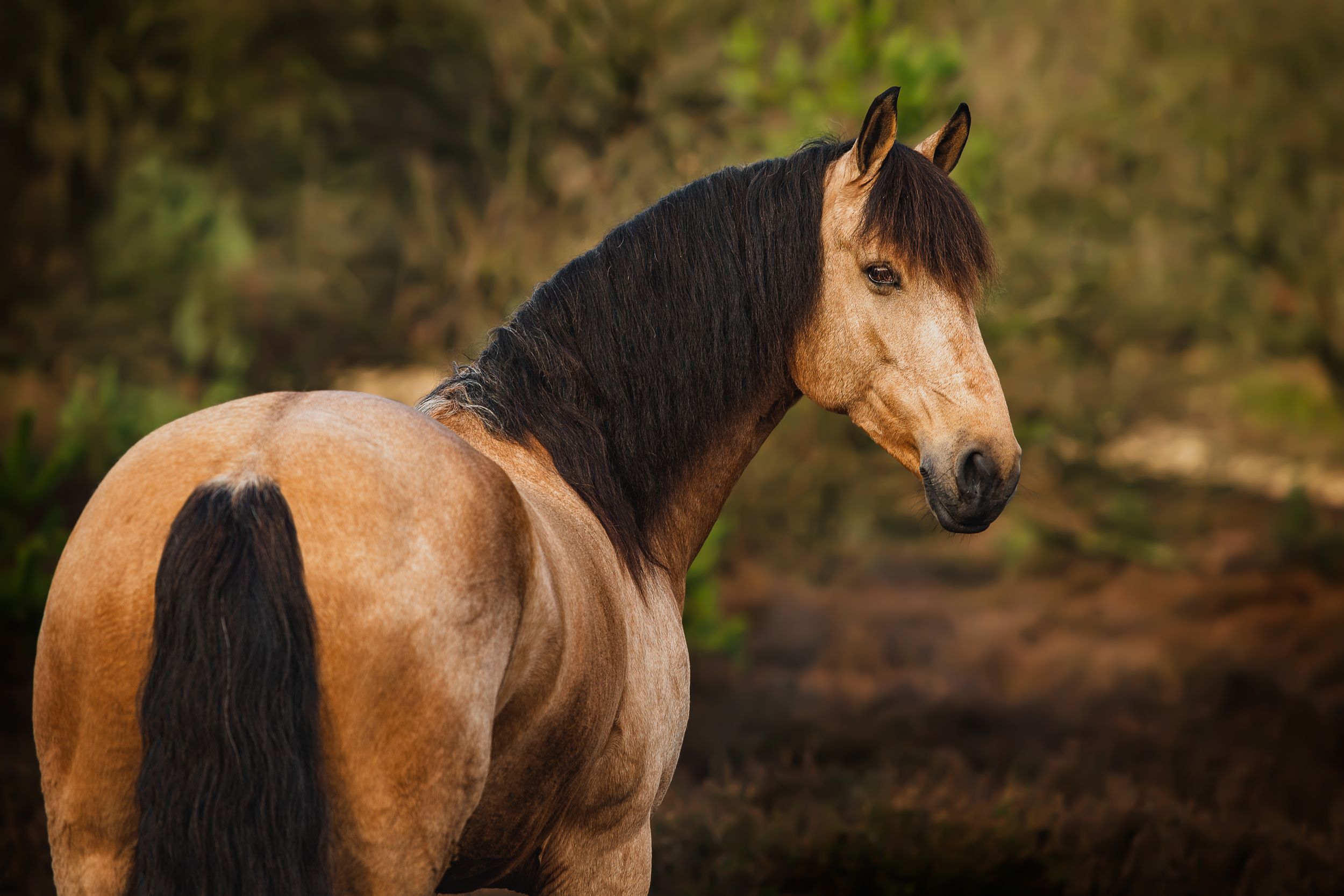 Paardenfotograaf Nederland