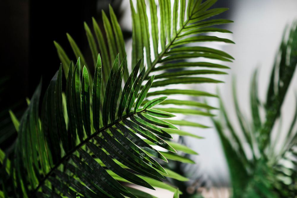 Close-up of vibrant green palm fronds against a light background.