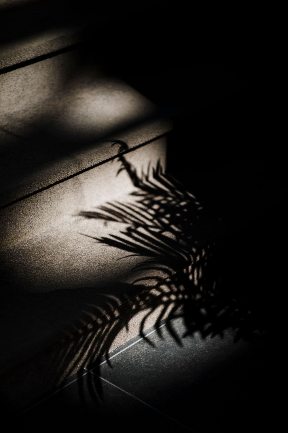 Dramatic shadow of palm leaves cast on a wall in dark moody lighting.