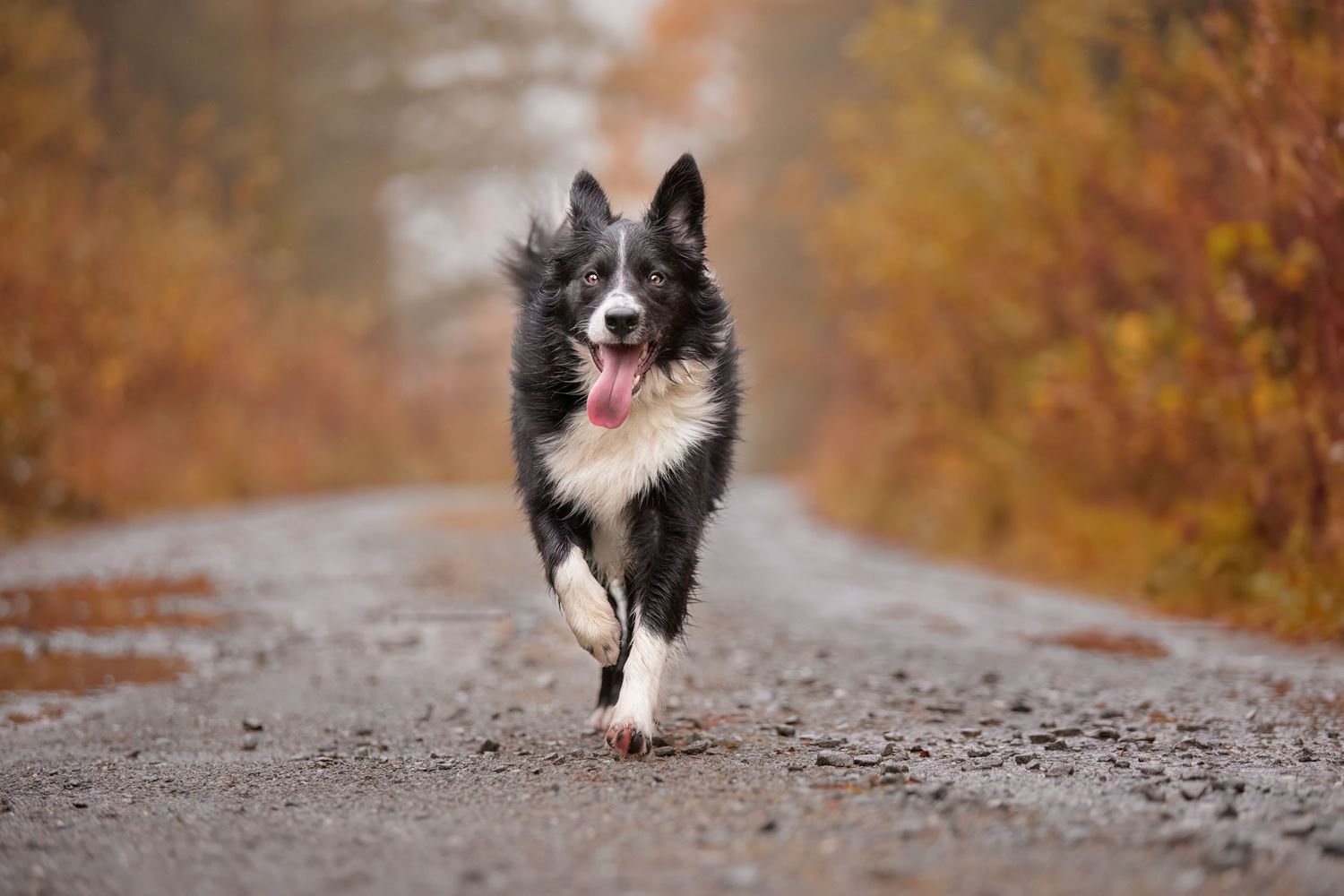 Dog, pet & family photographer in Dinas Mawddwy. Dolgellau, Machynlleth, Powys, Shropshire, Gwynedd, Snowdonia.
