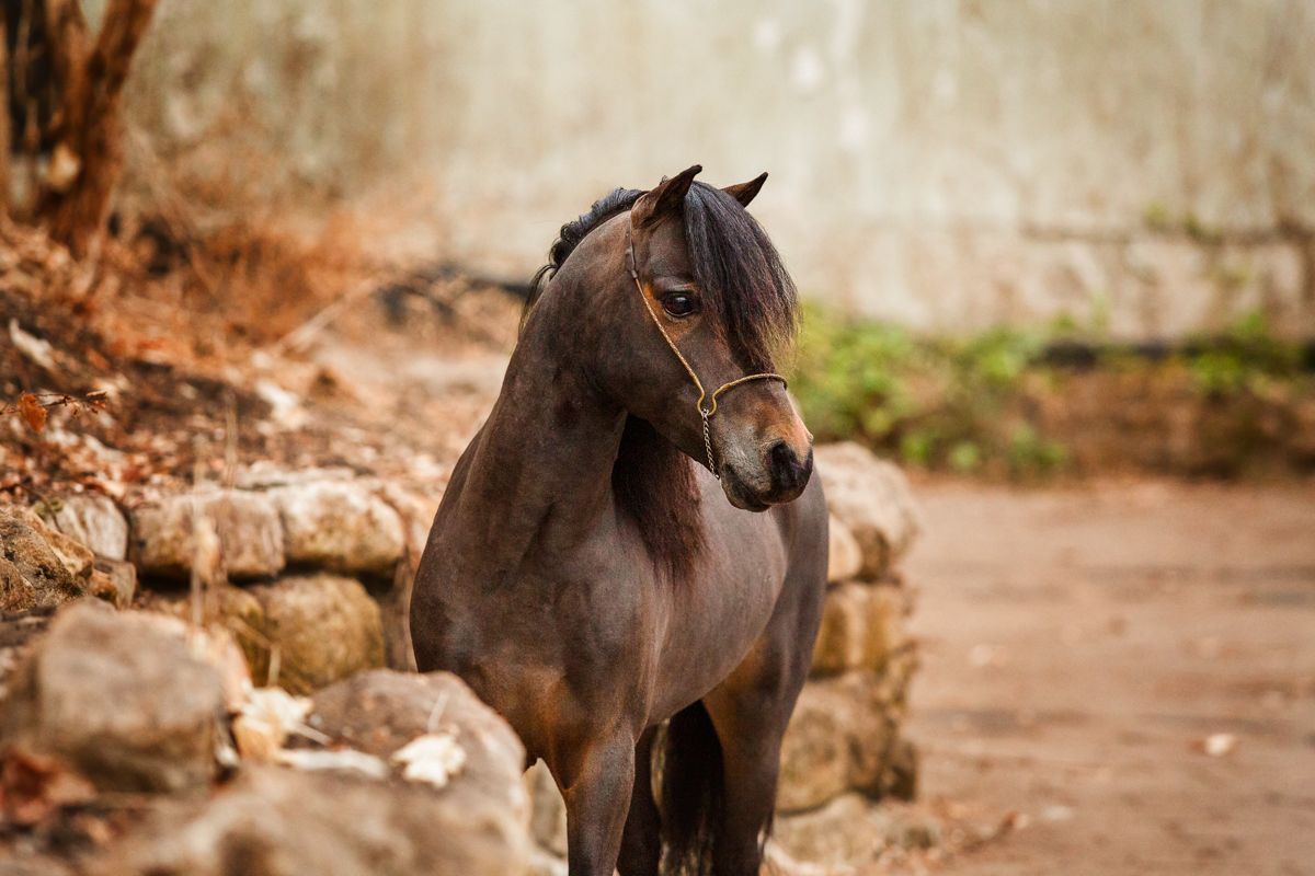 Paardenfotograaf Nederland