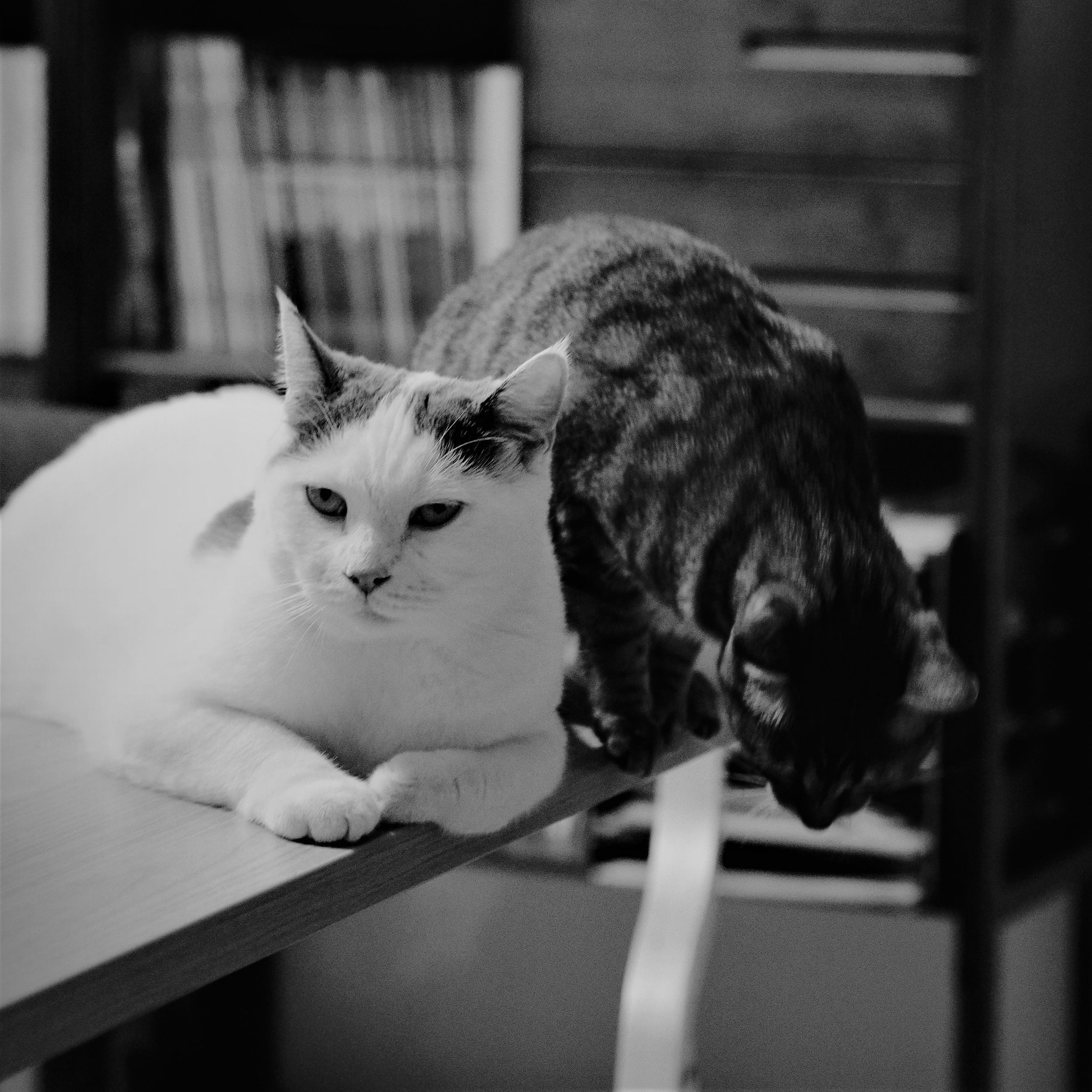 Two cats sitting awkwardly on a table. the tabby one is about to jump off.