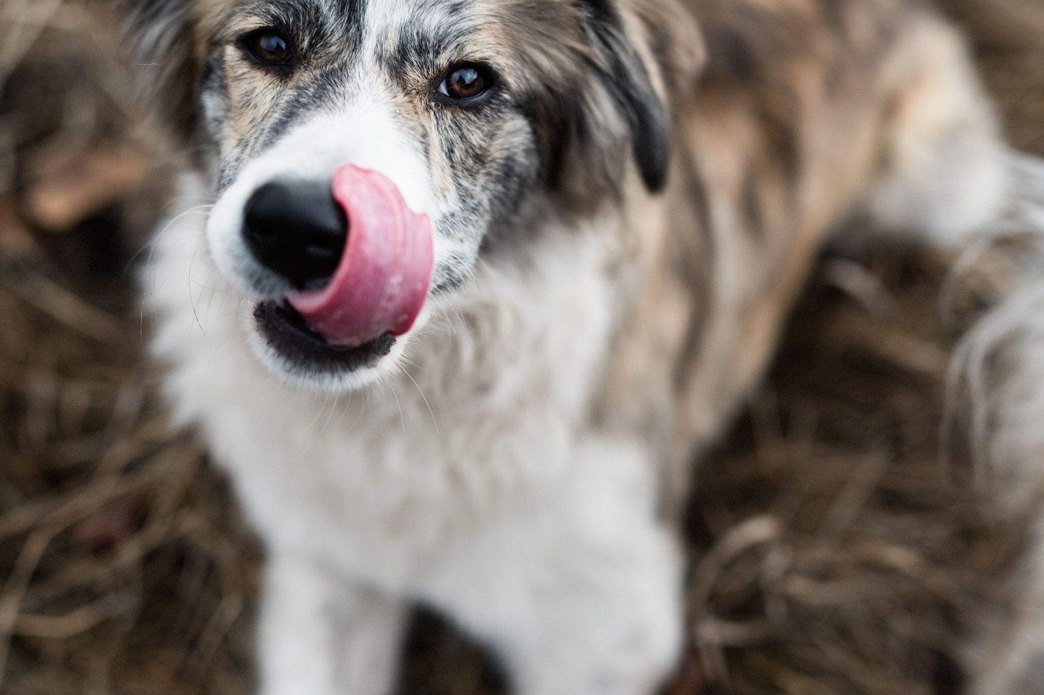 Dog Portrait