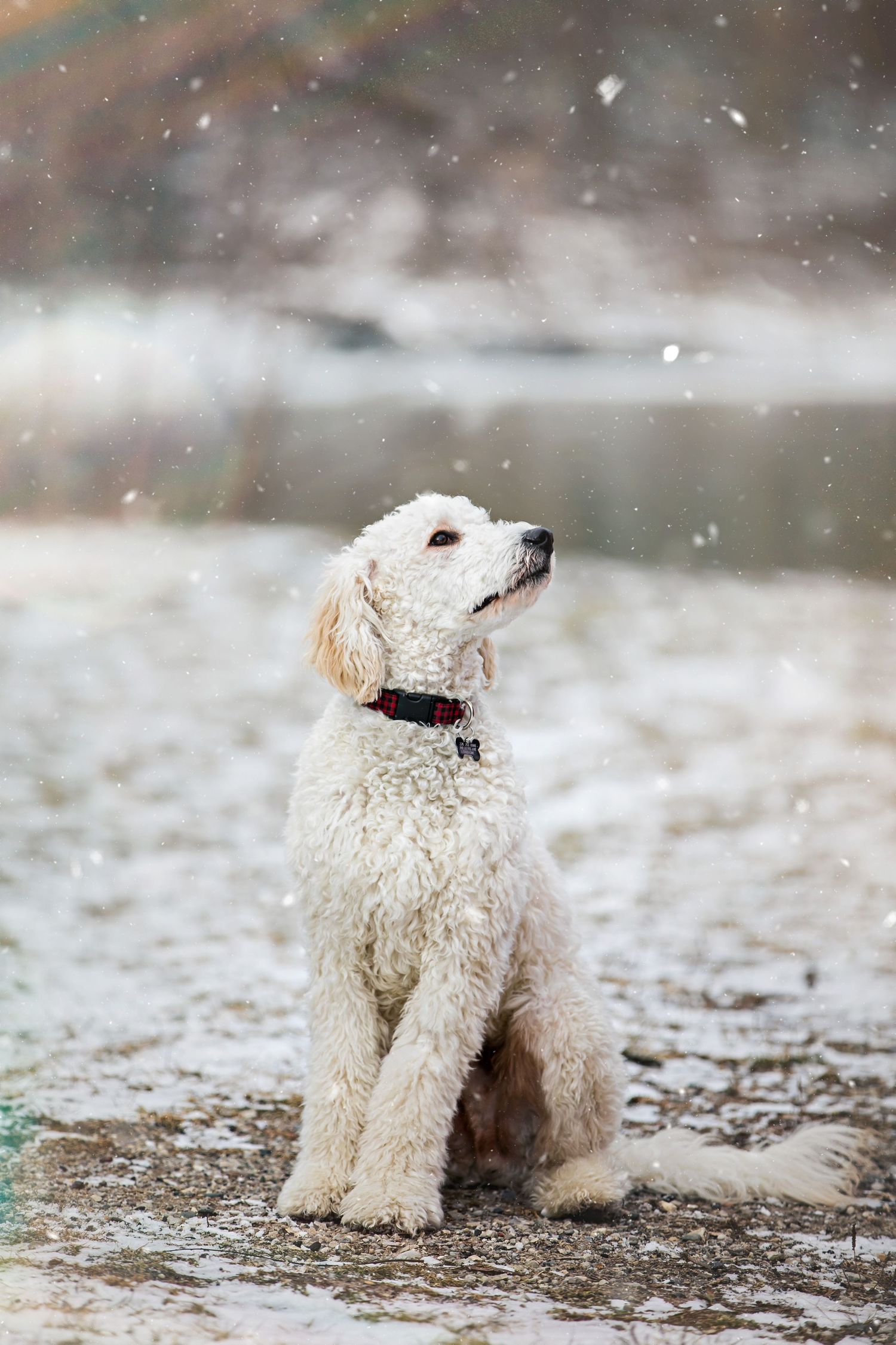 Winter Engagement Photos Arva Mill London Ontario Photographer Shawn VanDaele