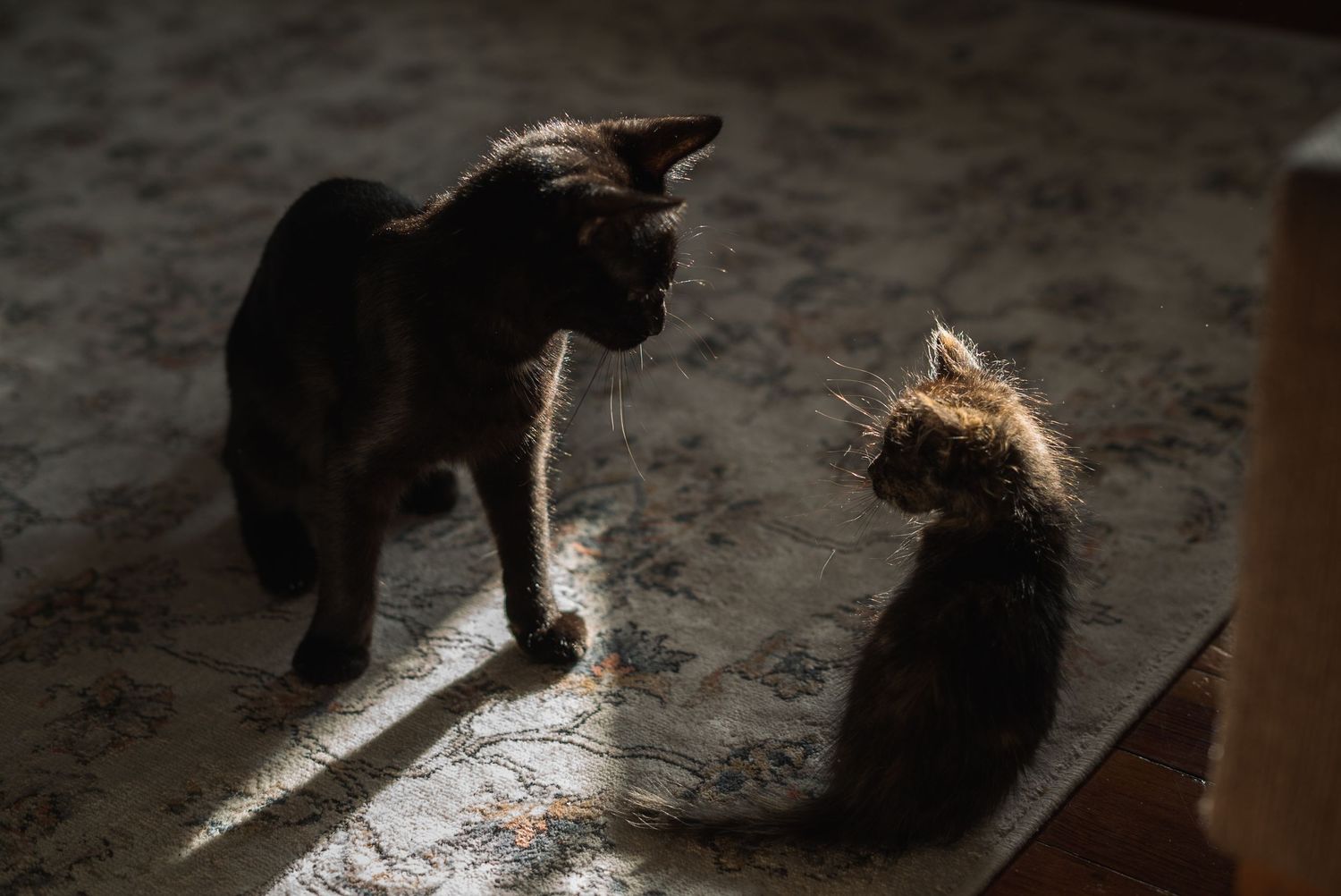 Pet Photography West Michigan