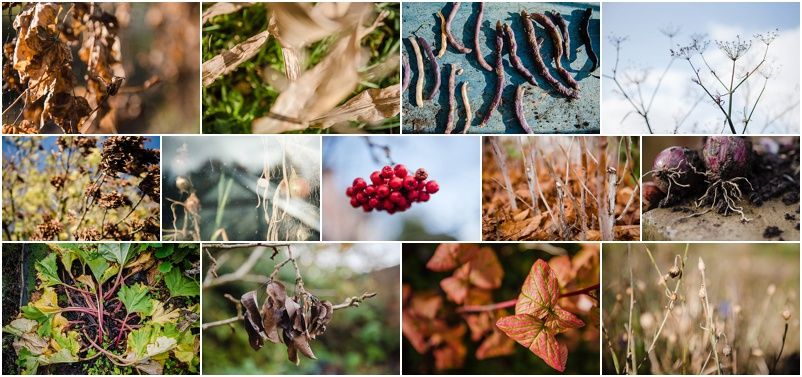 nature, leaves, autumn photographs, allotment