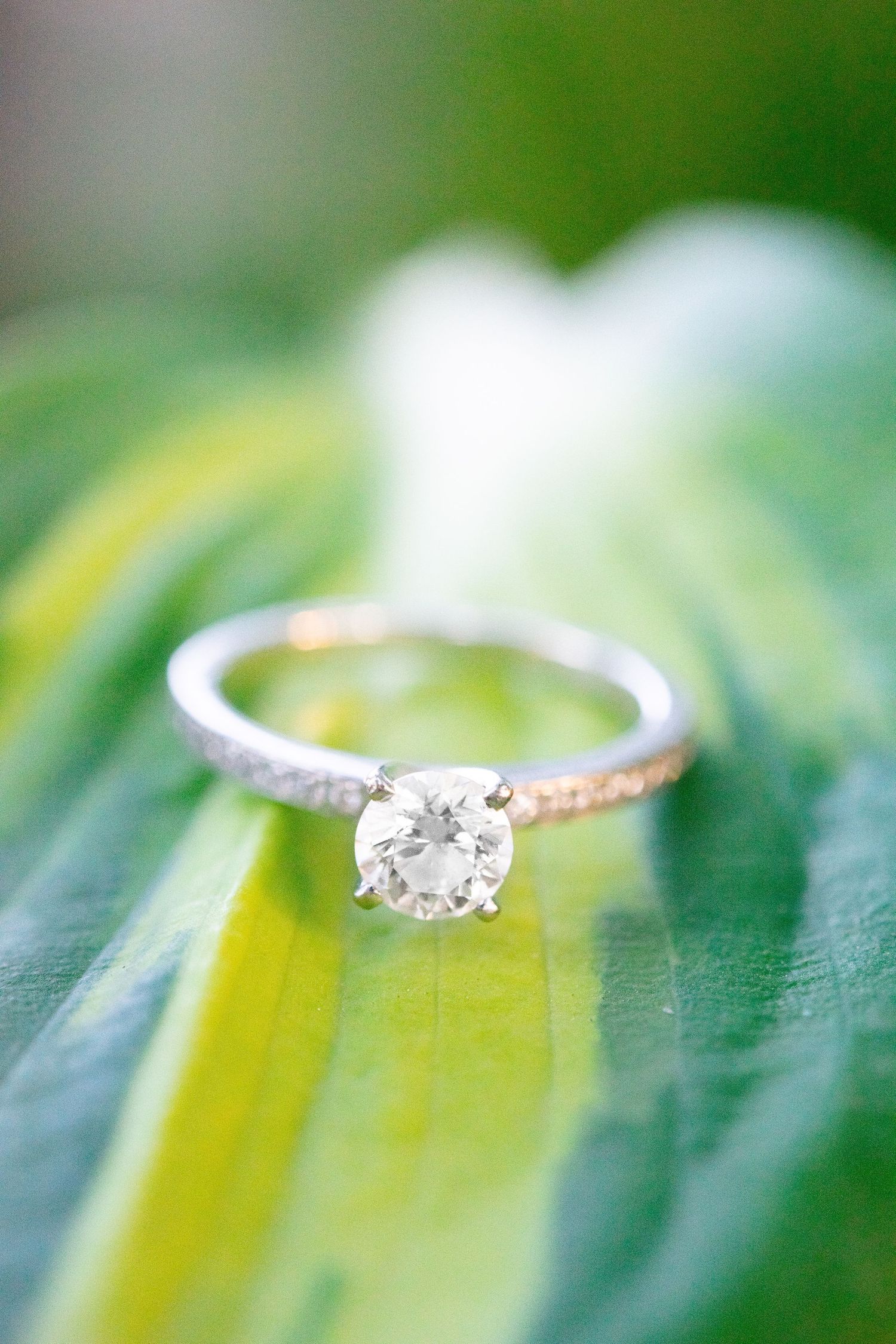 up close of a round white gold diamond engagement ring on a variegated leaf