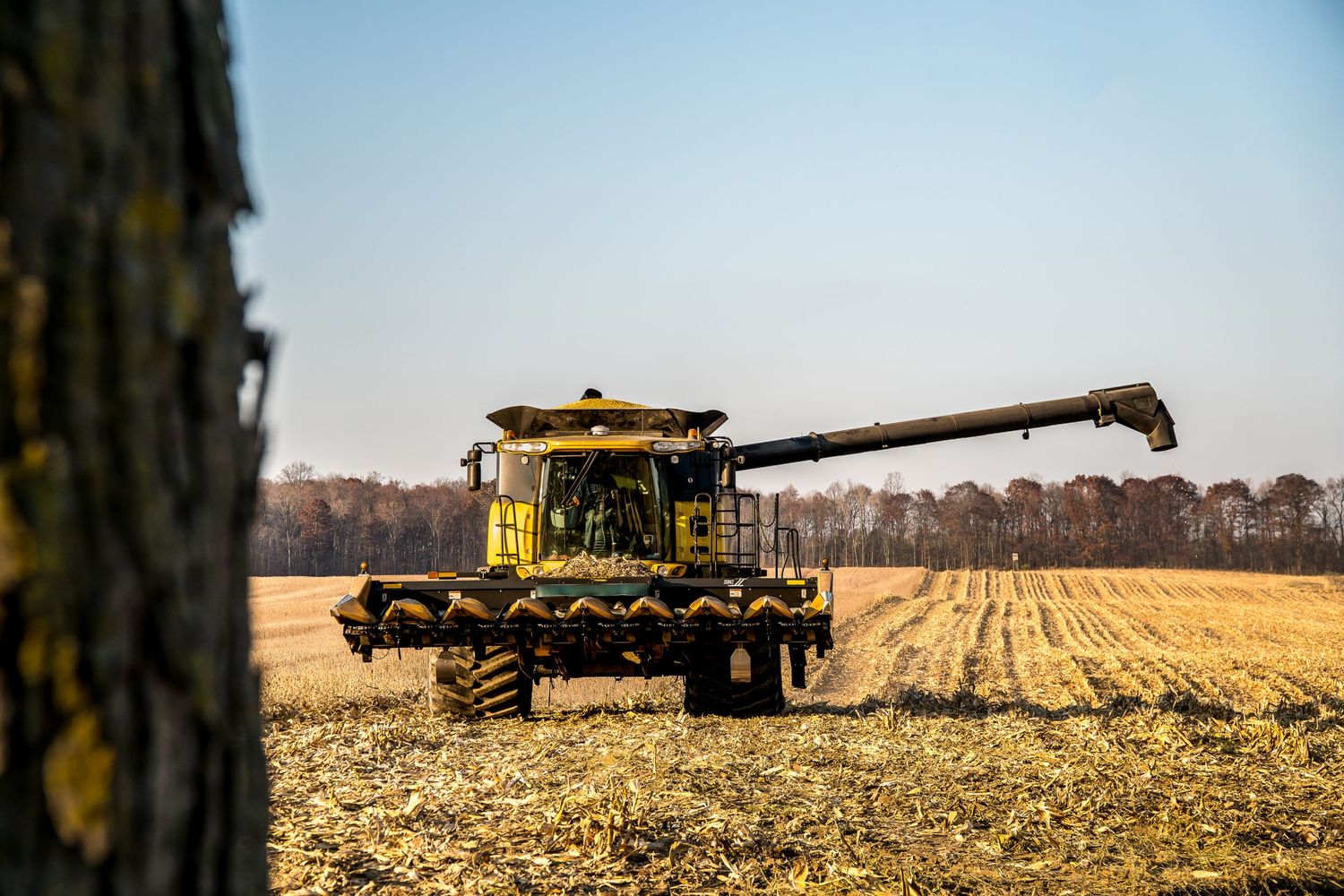 Yellow combine harvester working in harvested cornfield with tree trunk in foreground.
