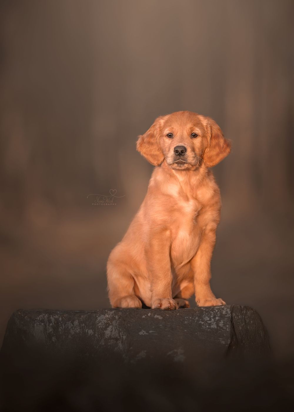 Golden retriever puppy sitting regally on dark pedestal against brown background.