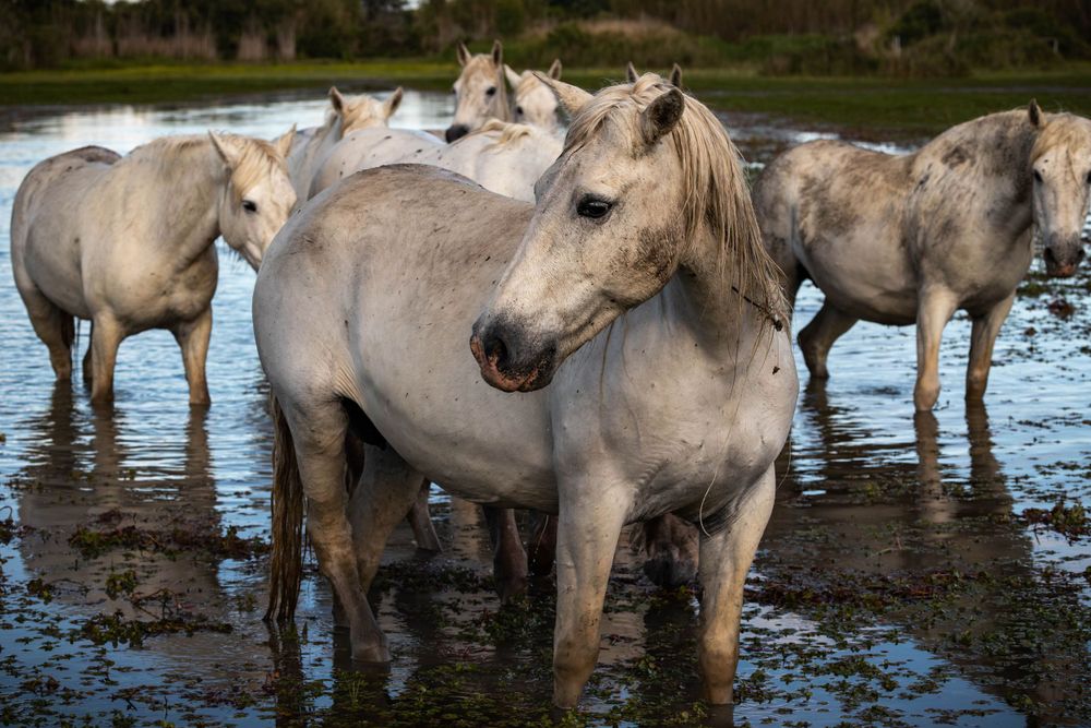 White Camargue horses standing in shallow water during sunset.