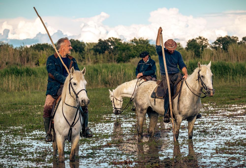 Three riders on white horses wade through marsh water in natural landscape.