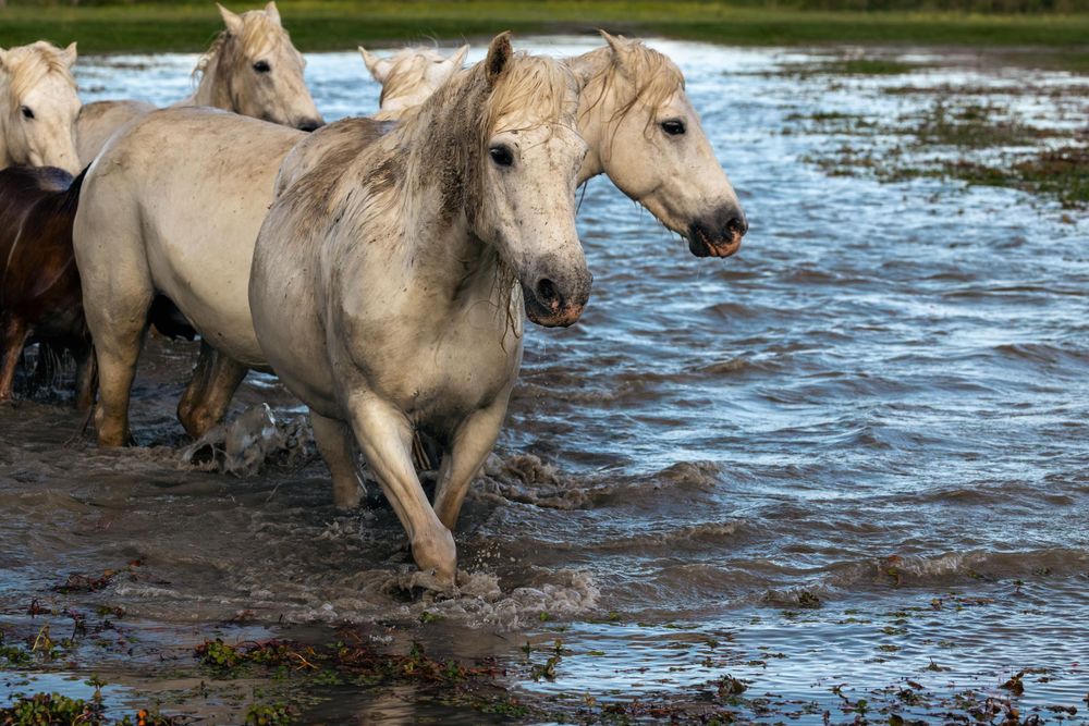 White horses gallop through shallow water, creating dramatic splashes.