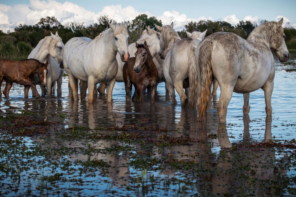 A herd of white and brown horses standing in shallow water during daytime.