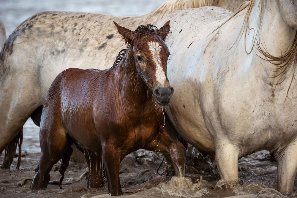 Young brown foal standing next to white horse in muddy terrain.