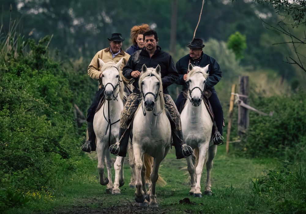 Three riders on white horses galloping through green countryside.
