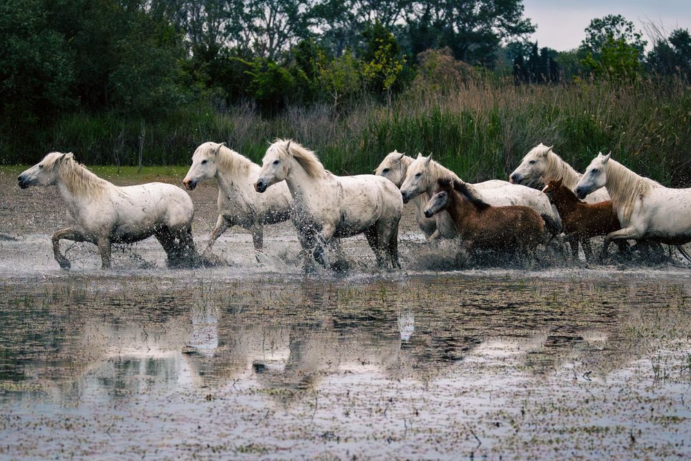 A herd of white horses galloping through shallow water at dusk.