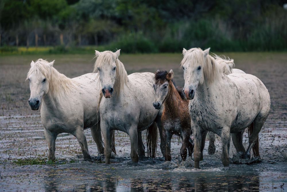 A herd of white Camargue horses standing together in shallow water.