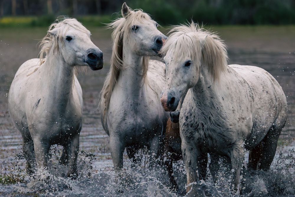 Three white horses standing close together in muddy water with splashes around them.