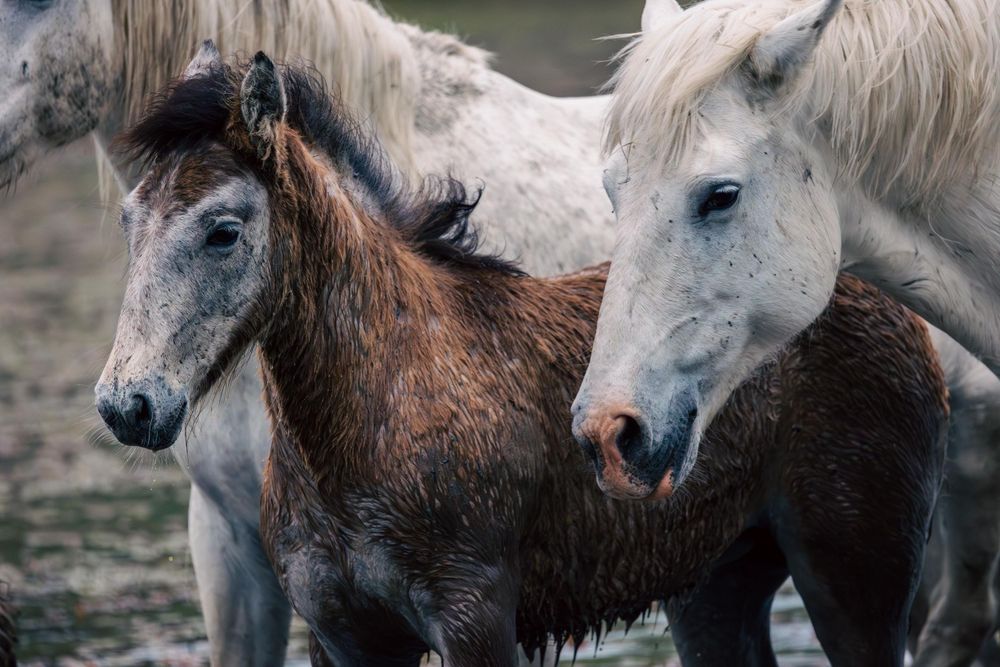 Close-up portrait of brown and white horses standing together in natural setting.