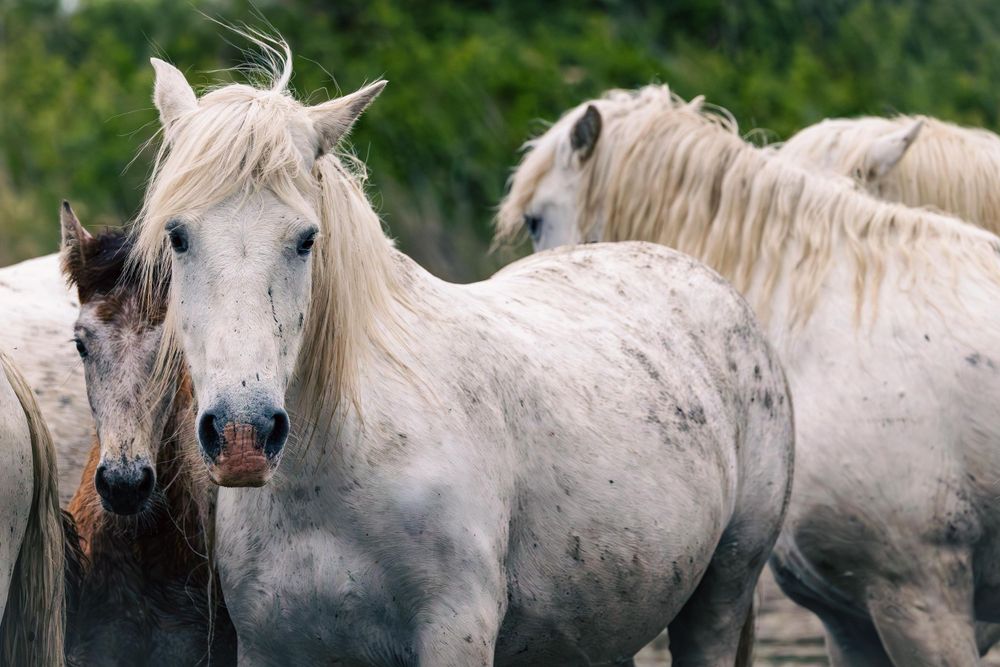 A group of white Camargue horses with flowing manes standing together in natural habitat.
