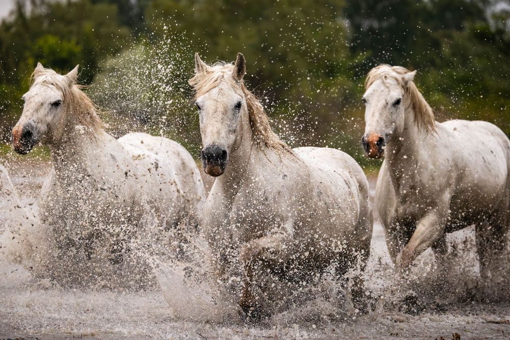 Three white horses gallop through splashing water creating dramatic spray against a natural backdrop.