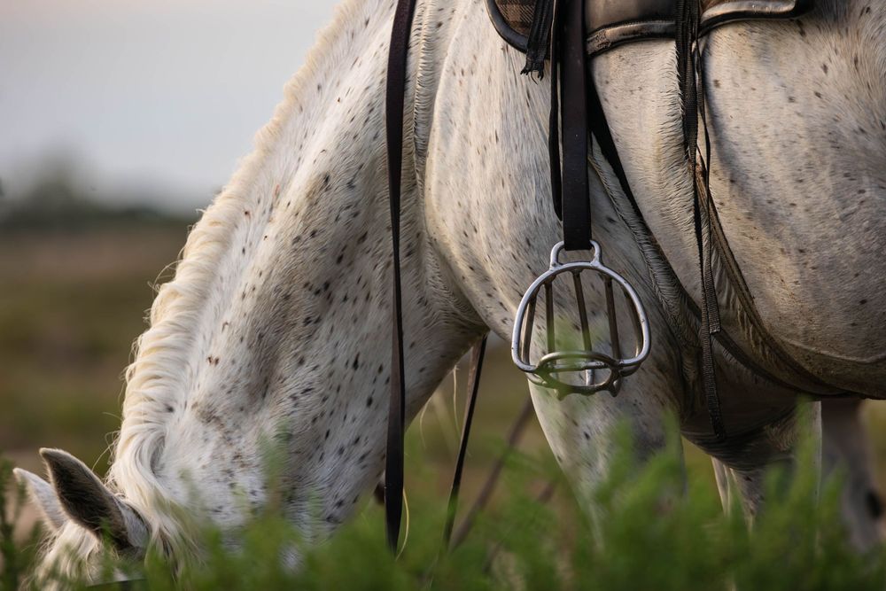 Close-up detail of horse tack and bridle equipment against a white horse's neck.