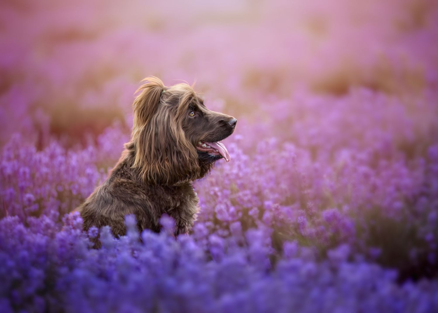 Dog Portraits Fine Art Prints Photography Packages Outdoor Photography Sessions Wales Photographer Bespoke Photography