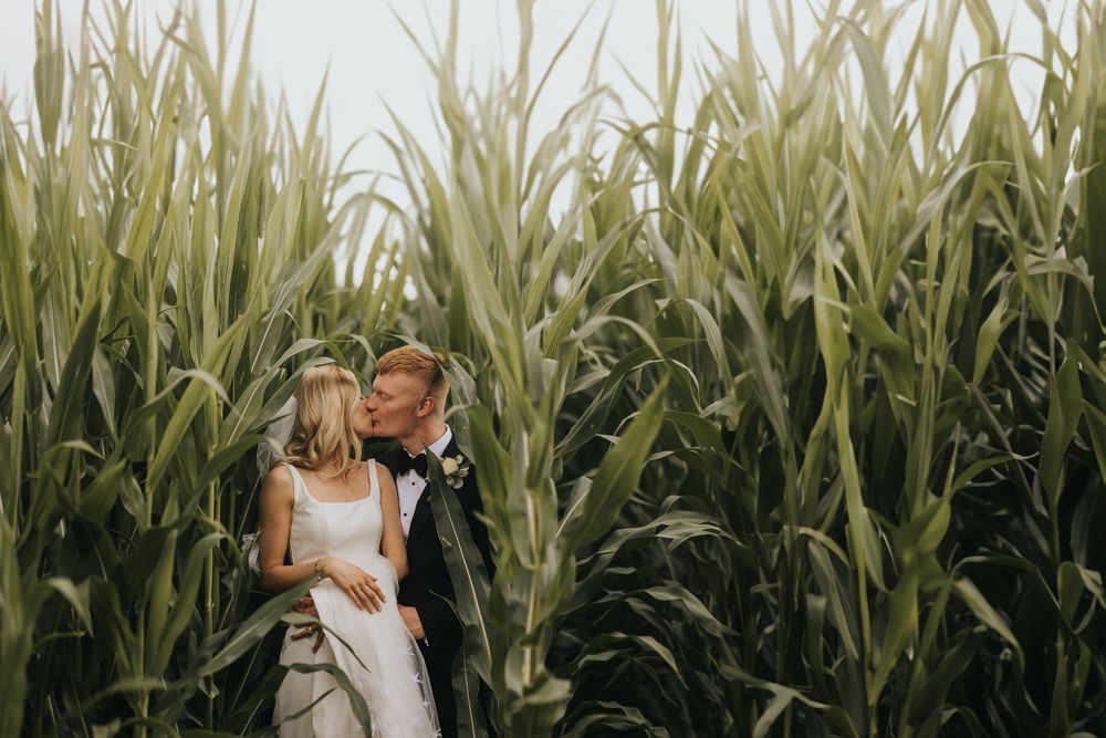 A couple in wedding attire embrace while standing in a tall green cornfield on their special day at Cleatham Hall.