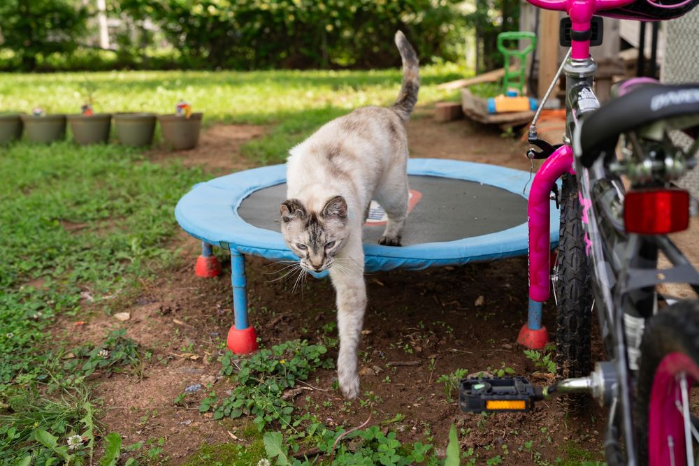 Tulsa family's cat joins the photography session