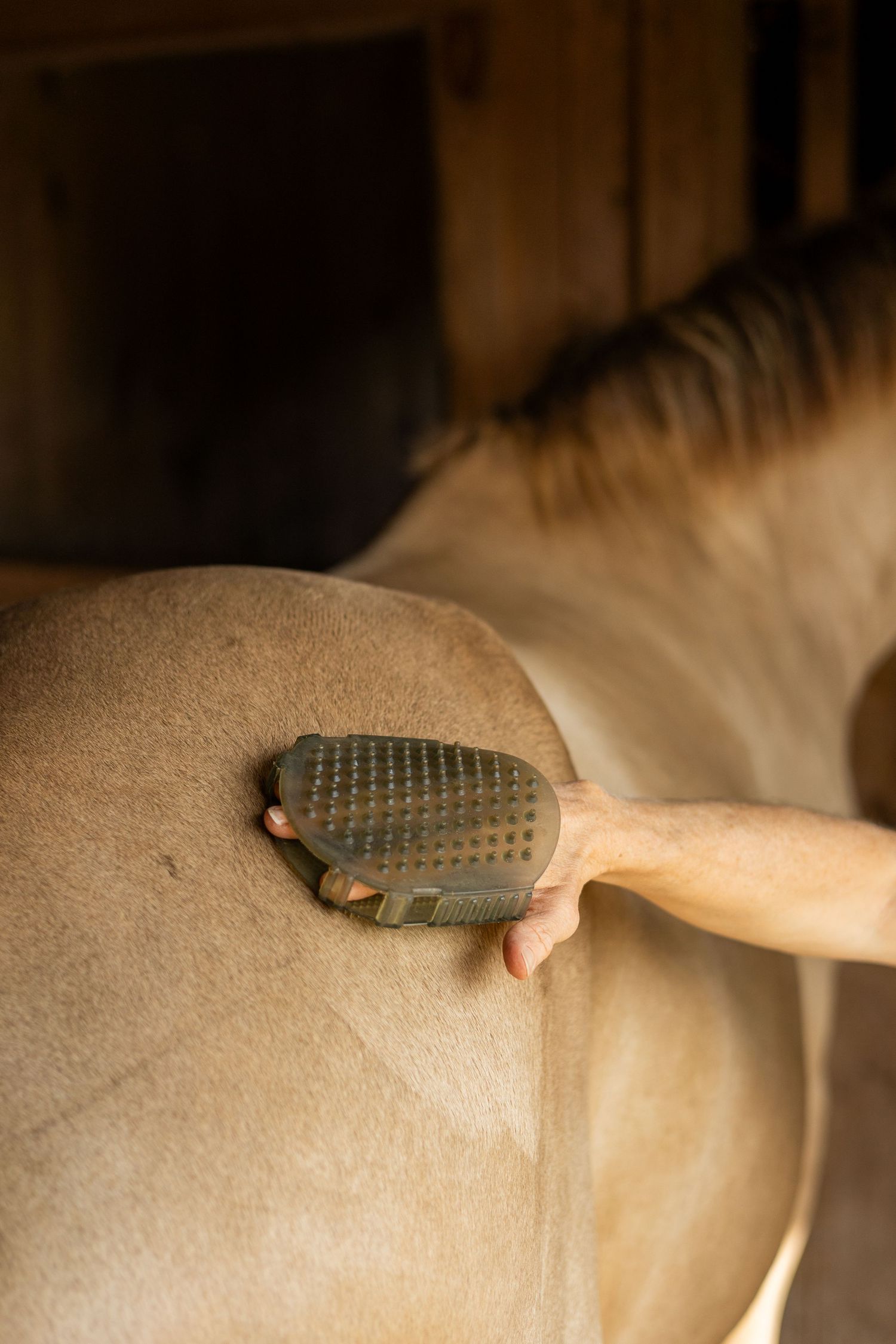 Get ready guide for a horse and rider photo session.