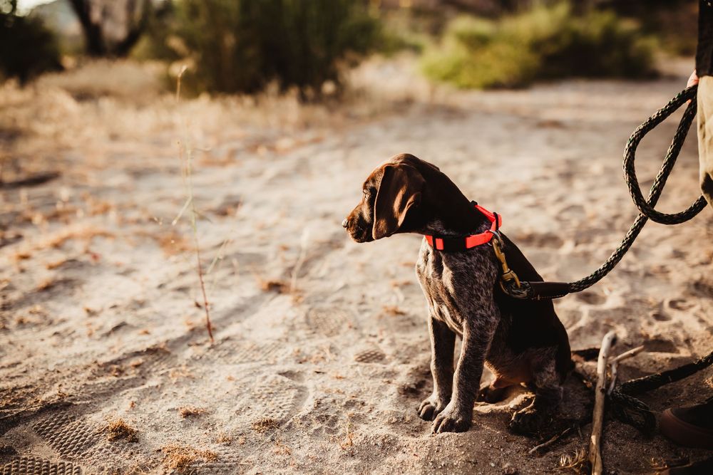 Two dogs exploring desert landscape while on leashes during sunny day.