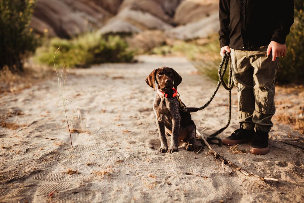 Brown dog with red harness sitting on rocky terrain in natural outdoor setting.