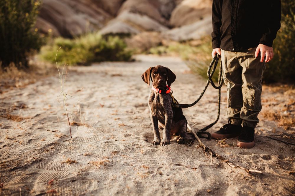 A small brown dachshund dog sits on desert rocks during an outdoor photoshoot.