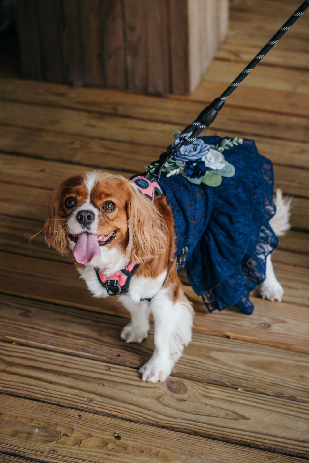 An adorable Cavalier King Charles Spaniel wearing a navy blue tutu dress on wooden deck.