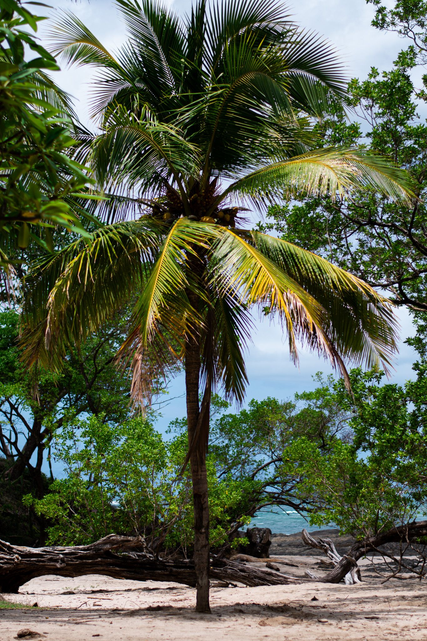 A tall palm tree stands on a sandy beach with turquoise water and lush greenery in the background.