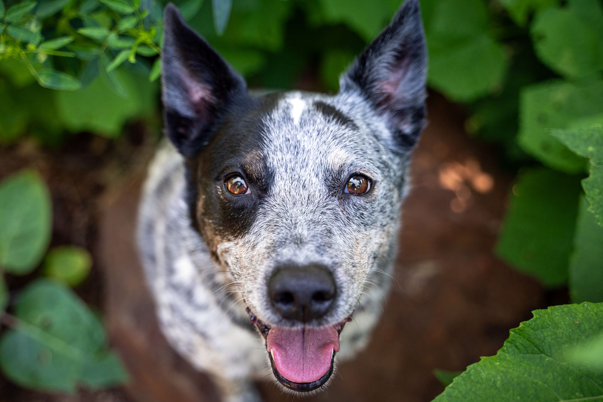 A smiling blue heeler or Australian cattle dog with speckled gray and black fur peeks through green foliage at the Houston Botanic Gardens.
